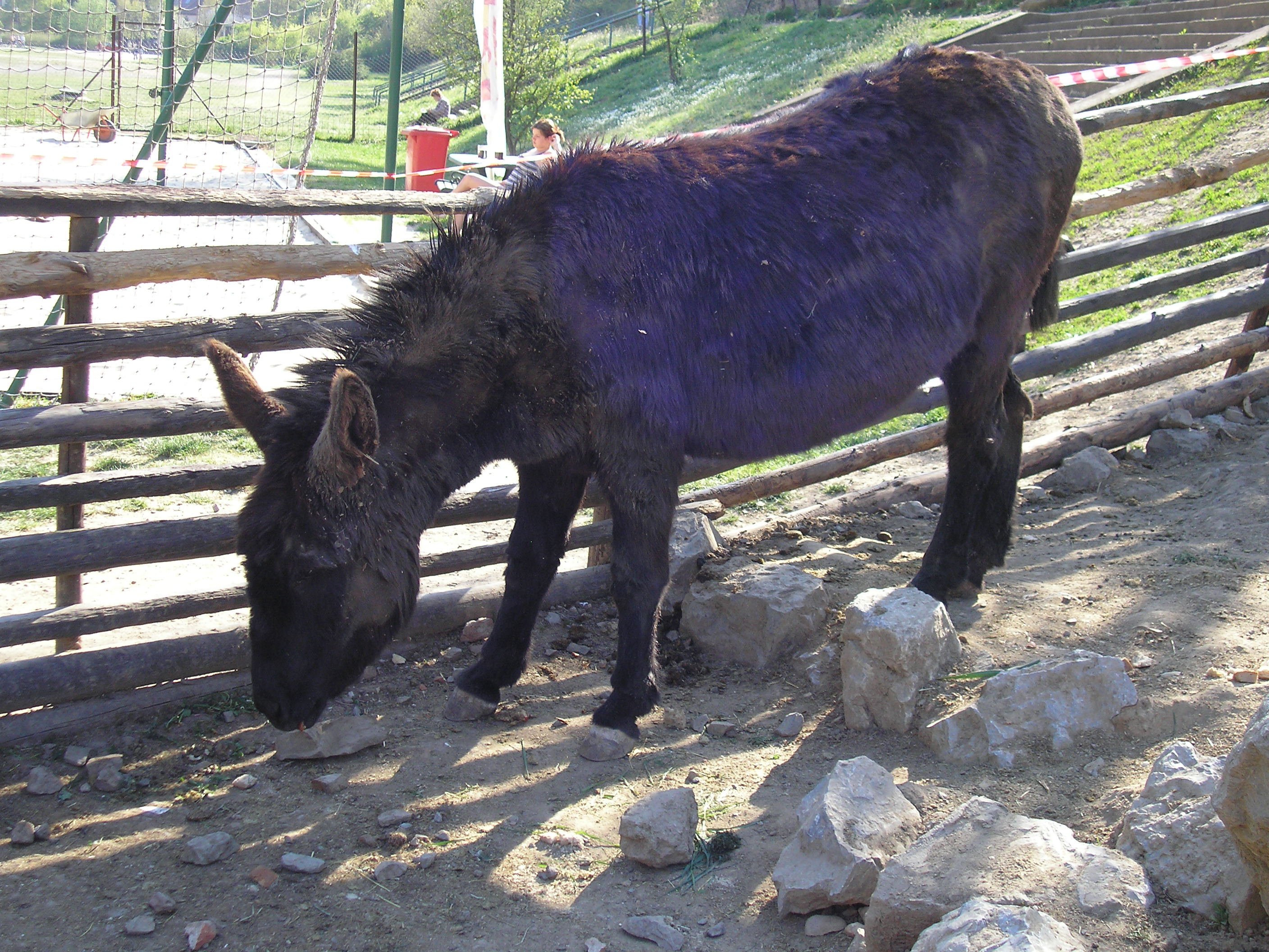 P4220126.jpg