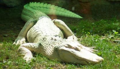 krokodyl.jpg