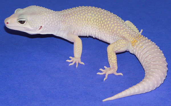 rainwater-albino.jpg