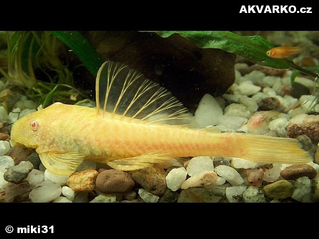 tremper-albino.jpg
