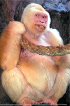 26_albin_opice.jpg