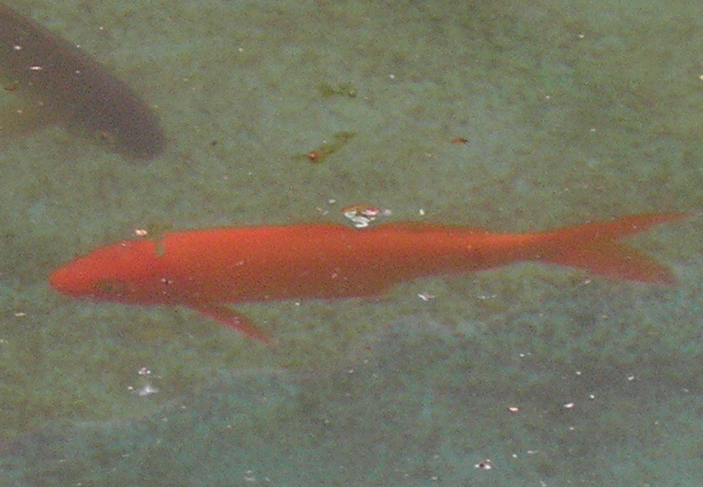 P4220148.jpg