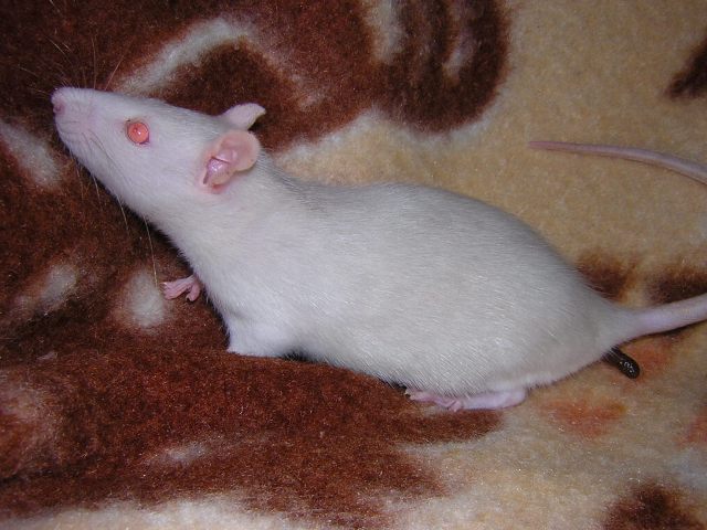 al4.jpg